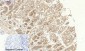 NFκB-p105/p50 Polyclonal Antibody